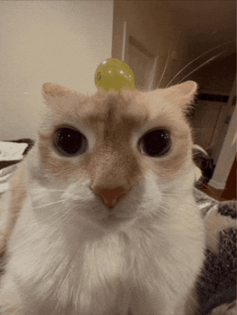 A wide-eyed cat with a green ball balanced on its head